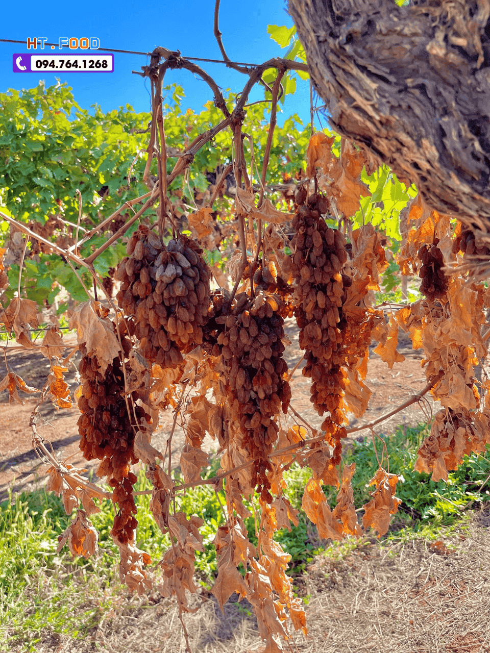 mua nho kho nguyen canh tai ha noi