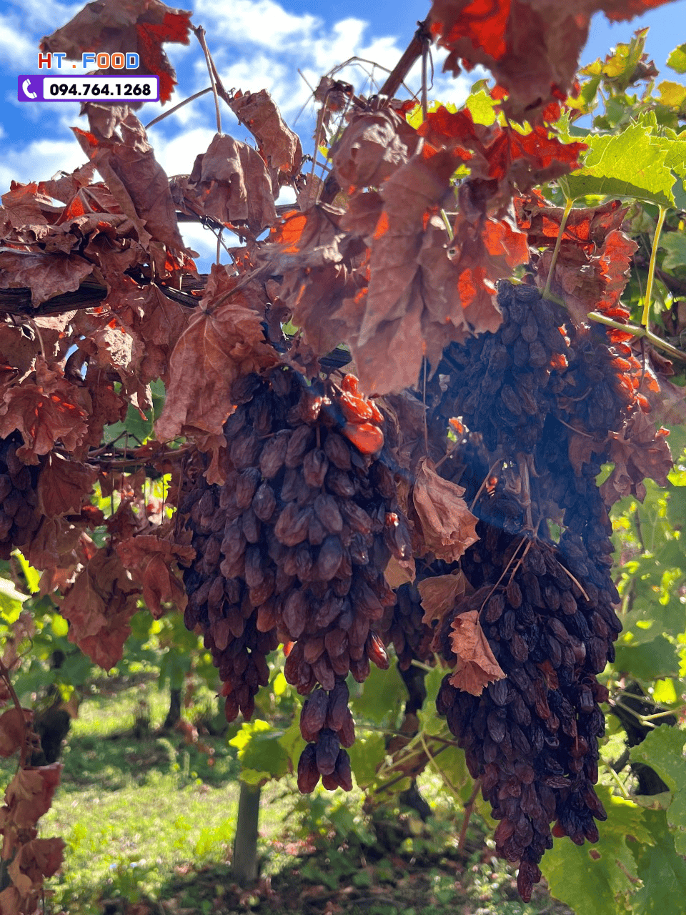 mua nho kho nguyen canh tai hung yen