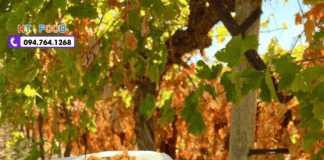 Nho khô nguyên cành mua ở đâu Hưng Yên? Nho khô nhập khẩu nho kho nguyen canh mua tai hung yen