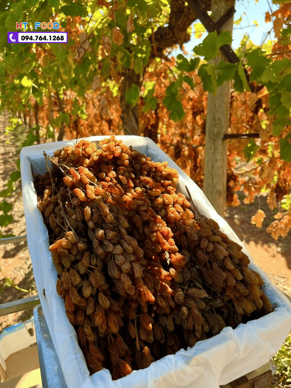 nho kho nguyen canh mua tai hung yen